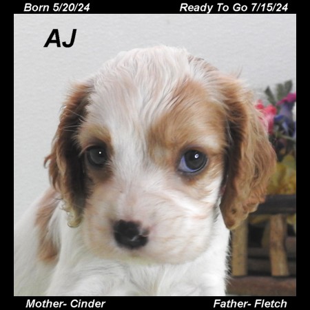 puppy, for, sale, Cock A Lier, Joe & Cherri  Overlease, dog, breeder, Miller, MO, dog-breeder, puppy-for-sale, forsale, nearby, find, puppyfind, locator, puppylocator, aca